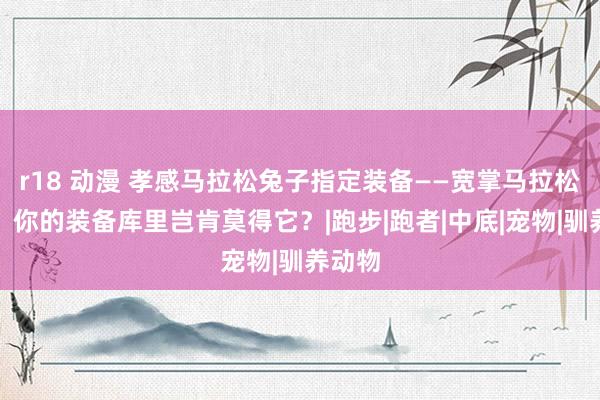 r18 动漫 孝感马拉松兔子指定装备——宽掌马拉松跑鞋,你的装备库里岂肯莫得它?|跑步|跑者|中底|宠物|驯养动物